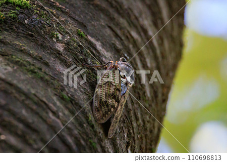 A brown cicada that is reminiscent of the summer sun and heat A brown cicada that is reminiscent of the summer sun and heat 110698813