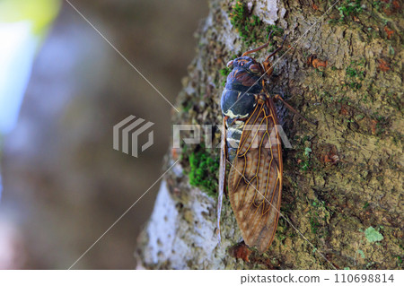 A brown cicada that is reminiscent of the summer sun and heat A brown cicada that is reminiscent of the summer sun and heat 110698814