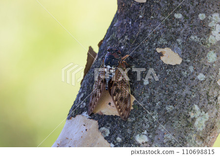 A brown cicada that is reminiscent of the summer sun and heat A brown cicada that is reminiscent of the summer sun and heat 110698815