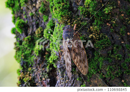 一種讓人聯想到夏日陽光和炎熱的棕色蟬 一種讓人聯想到夏日陽光和炎熱的棕色蟬 110698845