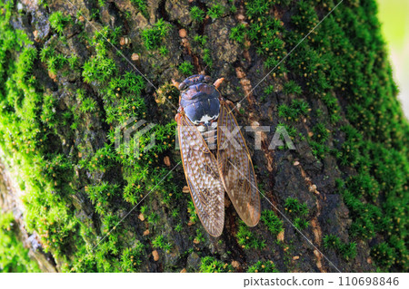 A brown cicada that is reminiscent of the summer sun and heat A brown cicada that is reminiscent of the summer sun and heat 110698846