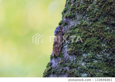 A brown cicada that is reminiscent of the summer sun and heat A brown cicada that is reminiscent of the summer sun and heat 110698861