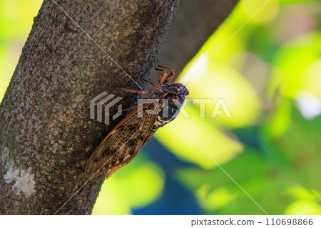A brown cicada that is reminiscent of the summer sun and heat A brown cicada that is reminiscent of the summer sun and heat 110698866