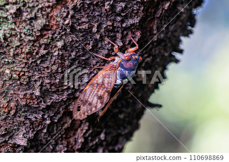 A brown cicada that is reminiscent of the summer sun and heat 110698869