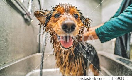 happy dog being washed, 16:9 widescreen backdrop / wallpaper 110698933