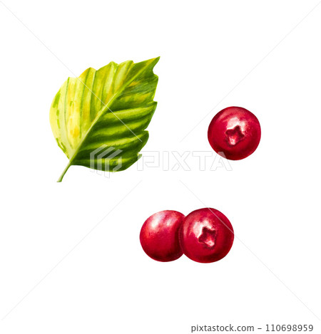 Watercolor forest berry lingonberry, cranberry and cowberry illlustration. Juicy red berries and green leaf isolated on white background. Clip art for designers, travel business, postcards 110698959