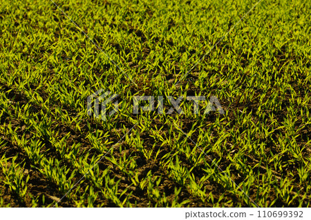 fresh green winter seedlings in early spring 110699392