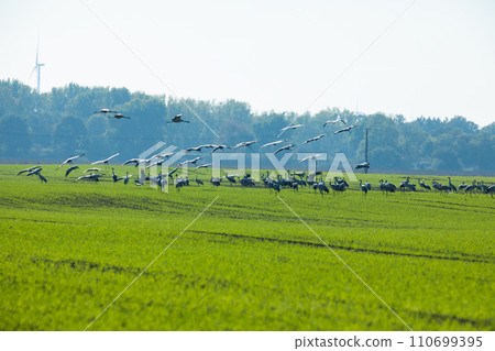 Grey heron (Ardea cinerea). Flock of birds on green field 110699395