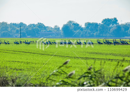 Grey heron (Ardea cinerea). Flock of birds on green field Grey heron (Ardea cinerea). Flock of birds on green field 110699429