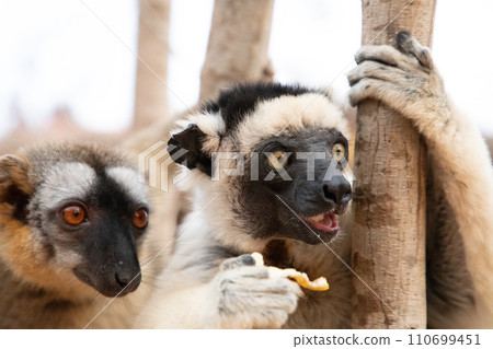 Verreaux's sifaka Madagascar. White sifaka with dark head. Verreaux's sifaka Madagascar. White sifaka with dark head. 110699451