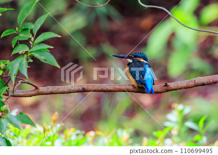 Ruri-colored popular kingfisher 110699495