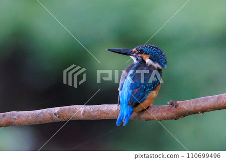 Ruri-colored popular kingfisher Ruri-colored popular kingfisher 110699496