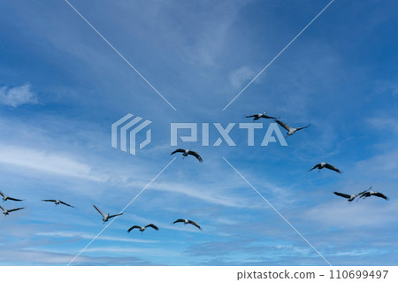 Flock of migrating Grey herons in the sky Flock of migrating Grey herons in the sky 110699497