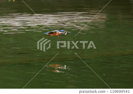 A popular azure-colored kingfisher diving into the water to catch fish A popular azure-colored kingfisher diving into the water to catch fish 110699541