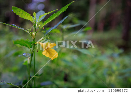 一朵黃色的花,看起來像帆船。 一朵黃色的花,看起來像帆船。 110699572