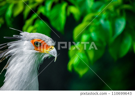 Portrait fascinating Secretary large predatory bird 110699643