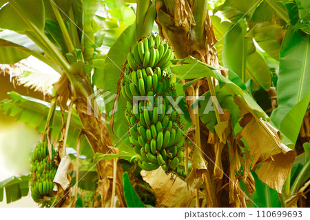 banana bluming and grove.big green clusters grow 110699693