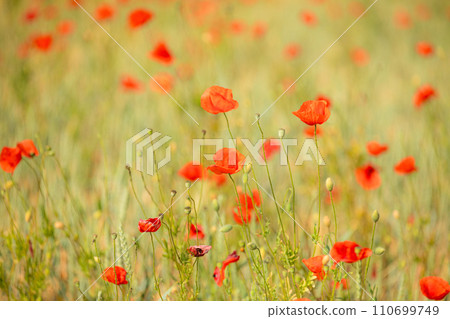 many blooming red poppy in field at sunset 110699749