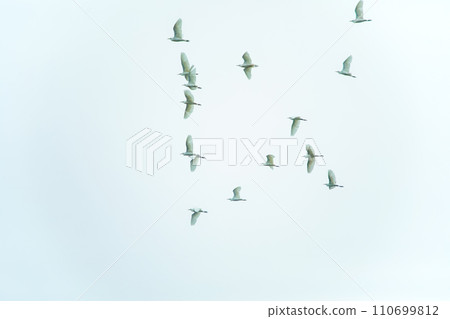 white blue sky with some birds in white blue sky with some birds in 110699812