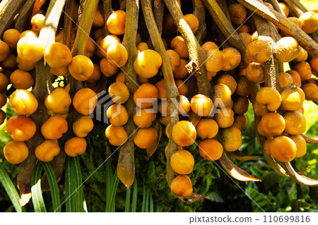 decorative orange palm fruits grow close-up decorative orange palm fruits grow close-up 110699816