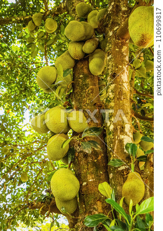 Jack fruits hanging in trees tropical fruit garden 110699817