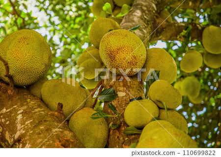 Jack fruits hanging in trees tropical fruit garden Jack fruits hanging in trees tropical fruit garden 110699822