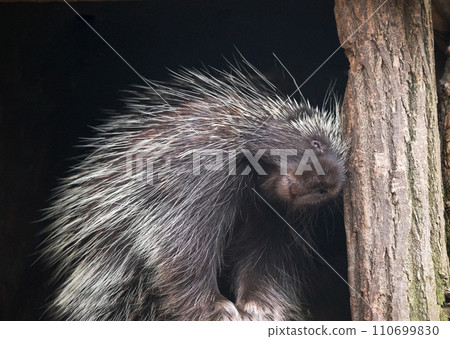 Cape porcupine South African Hystrix africaeaustralis 110699830