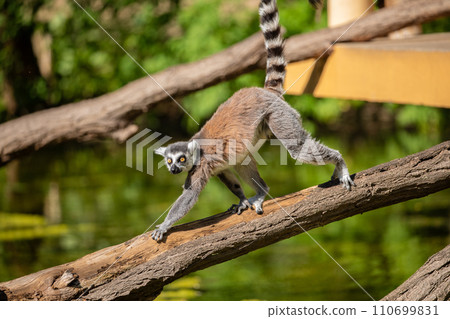 Ring-tailed lemur (Lemur catta) Berlin zoo Ring-tailed lemur (Lemur catta) Berlin zoo 110699831