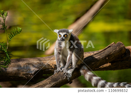 Ring-tailed lemur (Lemur catta) Berlin zoo 110699832
