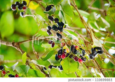 bunch of organic blood red and black Java plum fruits bunch of organic blood red and black Java plum fruits 110699863