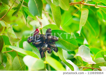 bunch of organic blood red and black Java plum fruits 110699864