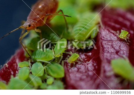 very close big macro portrait of aphids 110699936