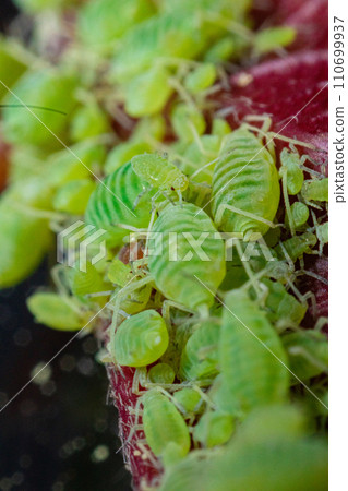 very close big macro portrait of aphids 110699937