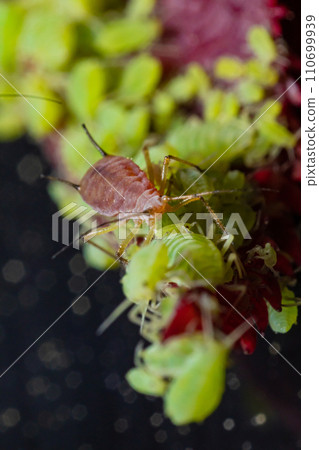 very close big macro portrait of aphids 110699939