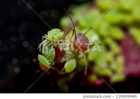 very close big macro portrait of aphids 110699940