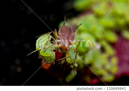 very close big macro portrait of aphids 110699941
