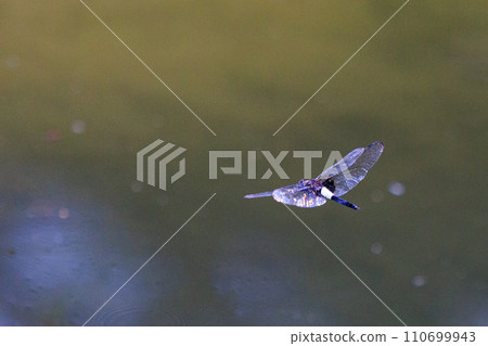 Pseudothemis dragonfly with a white and thick band on black 110699943