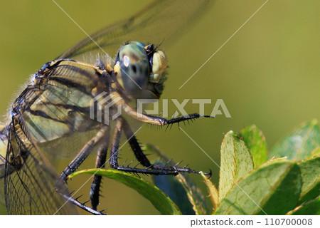 Two-tone familiar dragonfly Shiokara dragonfly Two-tone familiar dragonfly Shiokara dragonfly 110700008