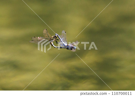 兩音熟悉的蜻蜓Shiokara蜻蜓 110700011