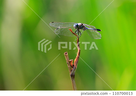 Two-tone familiar dragonfly Shiokara dragonfly 110700013