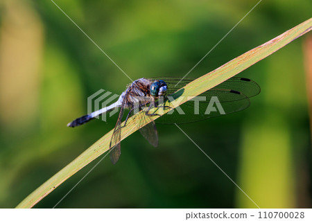 Two-tone familiar dragonfly Shiokara dragonfly Two-tone familiar dragonfly Shiokara dragonfly 110700028