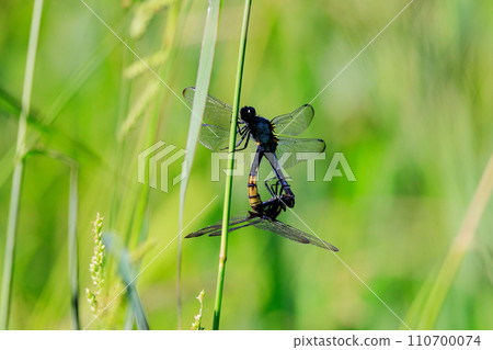 Orthetrum albisum,從春天到初夏看到的 Orthetrum albisum 的成員 Orthetrum albisum,從春天到初夏看到的 Orthetrum albisum 的成員 110700074