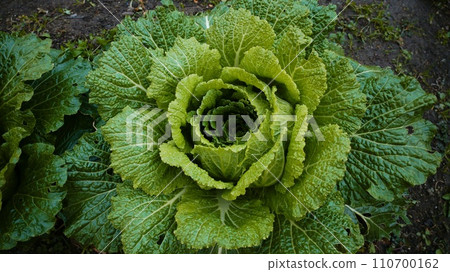 Cabbage 110700162