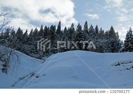 福島縣只見町，山上白雪皚皚，杉樹鱗次櫛比，藍天白雲 110700177