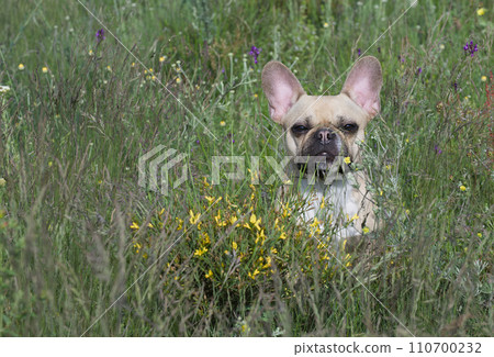 Bulldog dog looking out of tall green grass and small yellow flowers sitting in a field. Bulldog dog looking out of tall green grass and small yellow flowers sitting in a field. 110700232