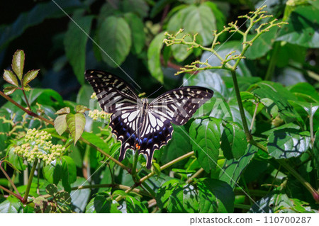 熟悉的燕尾燕尾，從城市到山區，各地都可以看到它的身影。 110700287
