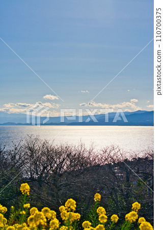 從東山公園的山上眺望相模灣和油菜花田的景色 從東山公園的山上眺望相模灣和油菜花田的景色 110700375