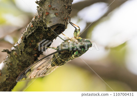 Hyalessa maculaticus 讓人想起夏天的陽光和炎熱 110700431