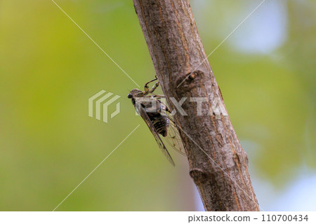 Hyalessa maculaticus reminiscent of summer sunlight and heat 110700434
