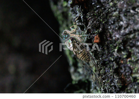 Hyalessa maculaticus reminiscent of summer sunlight and heat 110700460